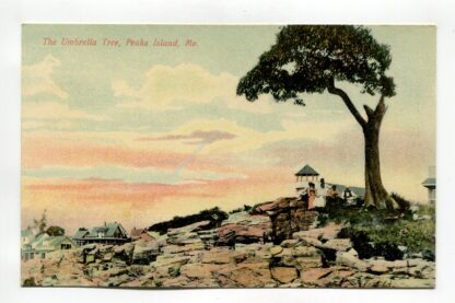 umbrella-tree-peaks-island-maine-379