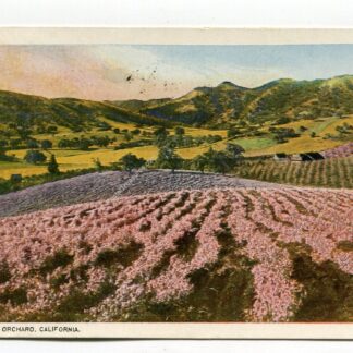 foothill-orchard-california-934