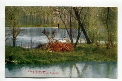swan-in-her-nest-garfield-park-chicago-1057