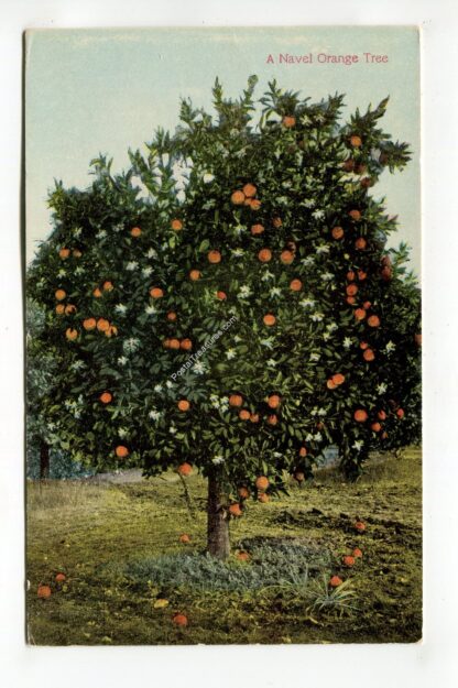 a-naval-orange-tree-1270