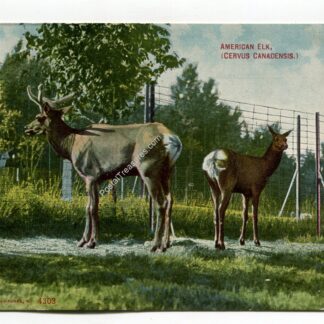 american-elk-cervus-canadensis-1082