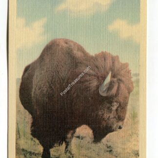 buffalo-1074
