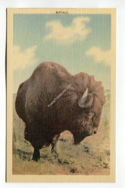 buffalo-1074