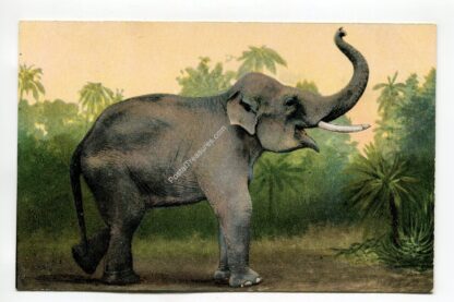 elephant-1077