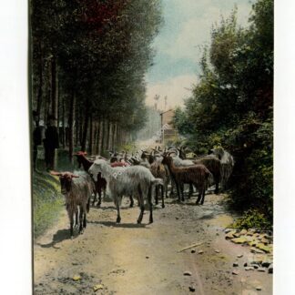 herd-of-goats-1102