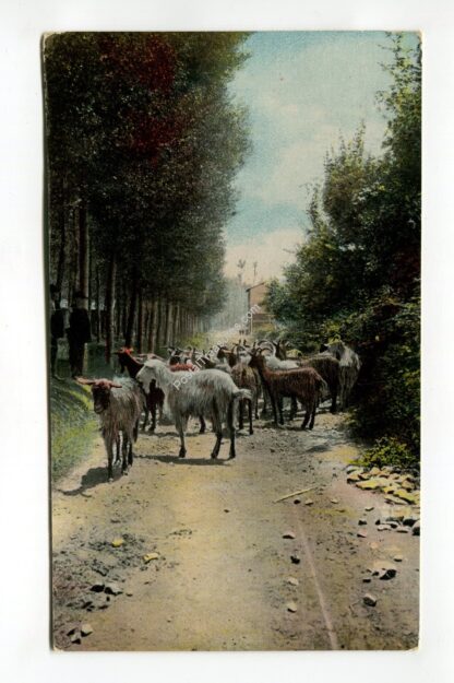 herd-of-goats-1102