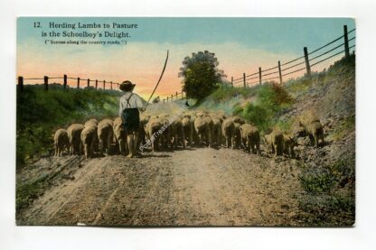 herding-lambs-to-pastures-is-the-schoolboy-s-delight-1084