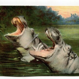 hippopotamuses-1080