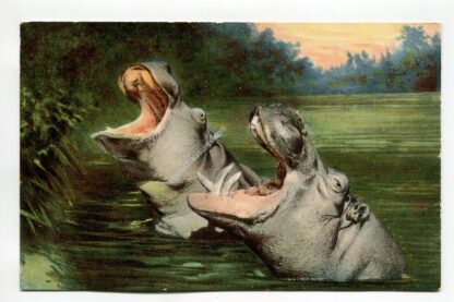 hippopotamuses-1080