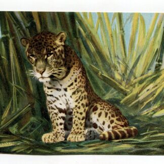 leopard-1076