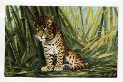 leopard-1076