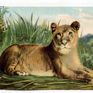 lioness-1078