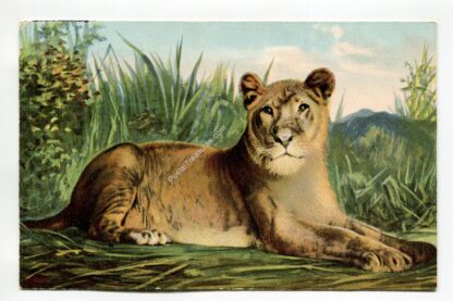 lioness-1078