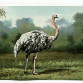 ostrich-1083