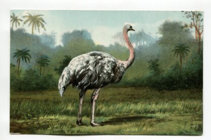 ostrich-1083