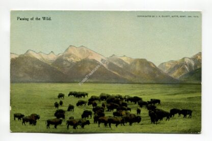 passing-of-the-wild-1104