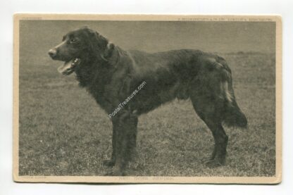 prize-dogs-red-irish-setter-1101