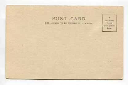 prize-dogs-red-irish-setter-a19356