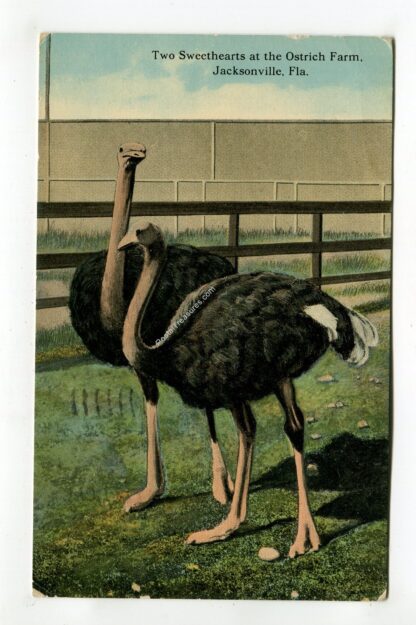 two-sweethearts-at-the-ostrich-farm-jacksonville-florida-1273