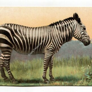 zebra-1079