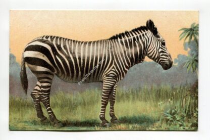 zebra-1079