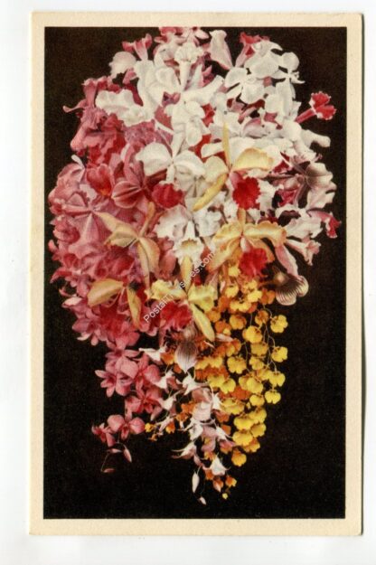 missouri-botanical-garden-bouquet-of-orchids-st-louis-missouri-1598