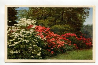missouri-botanical-garden-hardy-azaleas-st-louis-missouri-1636