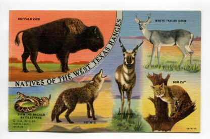 natives-of-the-west-texas-ranges-1387