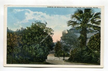 sample-of-beautiful-tropical-foliage-galveston-texas-1399