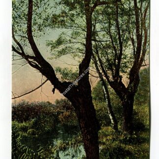 seeings-in-brackenridge-park-san-antonio-texas-1381