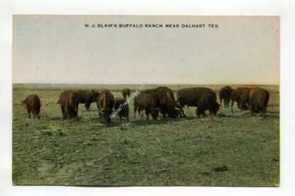 w-j-blair-s-buffalo-ranch-near-dalhart-texas-1380