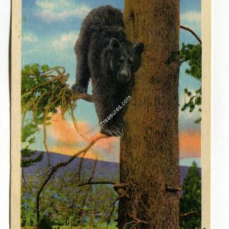 a-black-bear-in-tree-yellowstone-national-park-1763