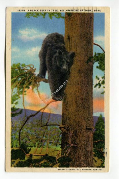 a-black-bear-in-tree-yellowstone-national-park-1763