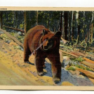 a-hitch-hiker-bear-1761