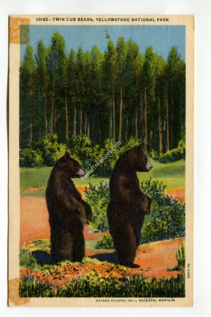 twin-cub-bears-yellowstone-national-park-1760