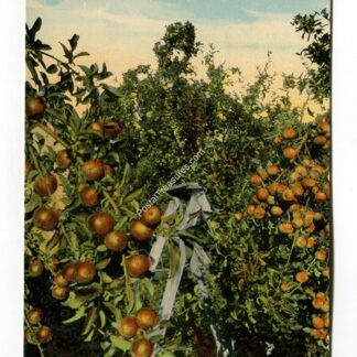 apple-tree-in-full-bearing-hood-river-oregon-2010