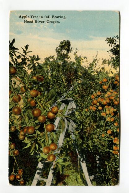 apple-tree-in-full-bearing-hood-river-oregon-2010