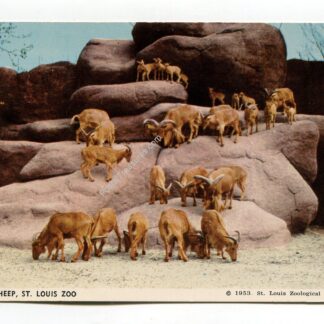 barbary-sheep-st-louis-zoo-1971