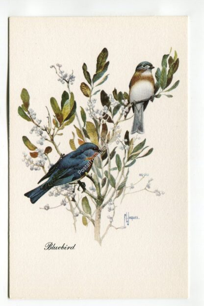 bluebird-1967