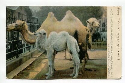 camels-father-mother-and-baby-central-park-zoo-ny-city-1972