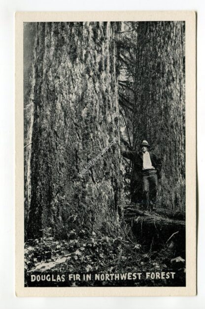 douglas-fir-in-northwest-forest-1992