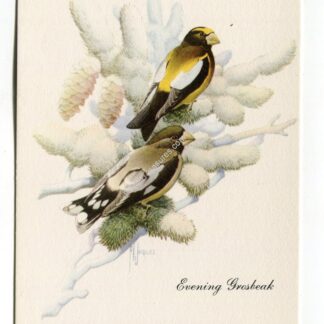 evening-grosbeak-1965