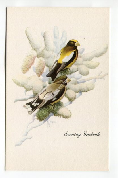 evening-grosbeak-1965
