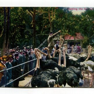 feeding-the-ostriches-1964