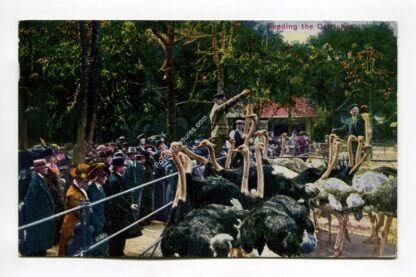 feeding-the-ostriches-1964