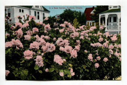 in-a-rose-garden-portland-oregon-2006