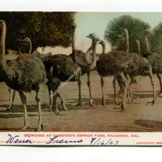 ostriches-at-cawston-s-ostrich-farm-pasadena-cal-1974
