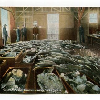 columbia-river-salmon-waiting-for-shipment-2085