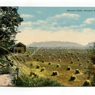 harvest-field-western-washington-2103