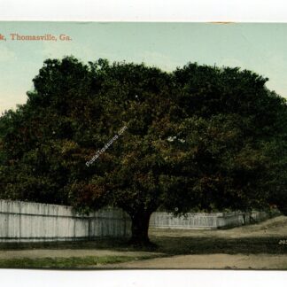 big-oak-thomasville-georgia-2386